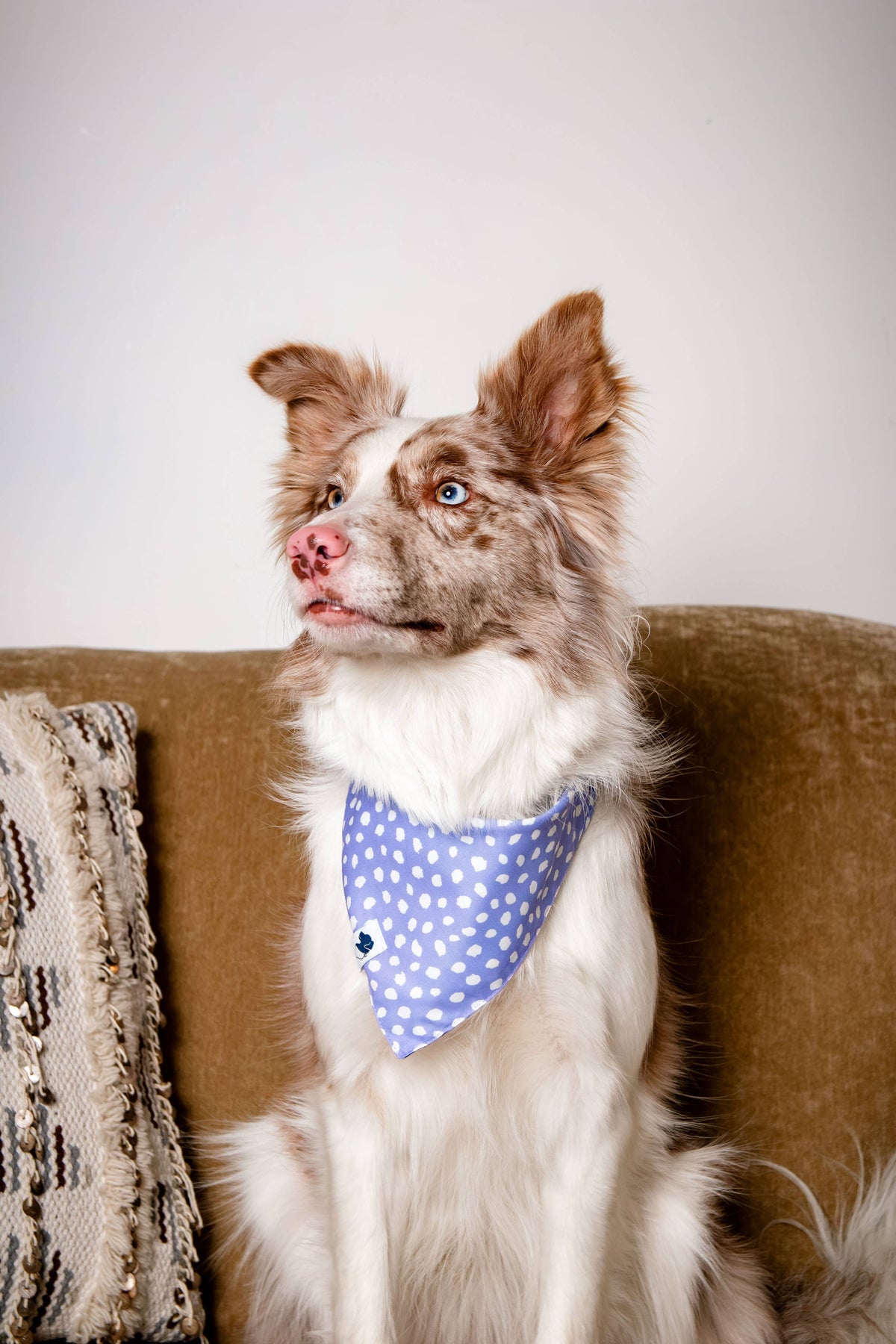 Lavender Dog Bandana